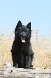 SCHIPPERKE 115